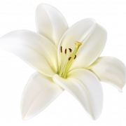 White Lily Flower PNG Photo
