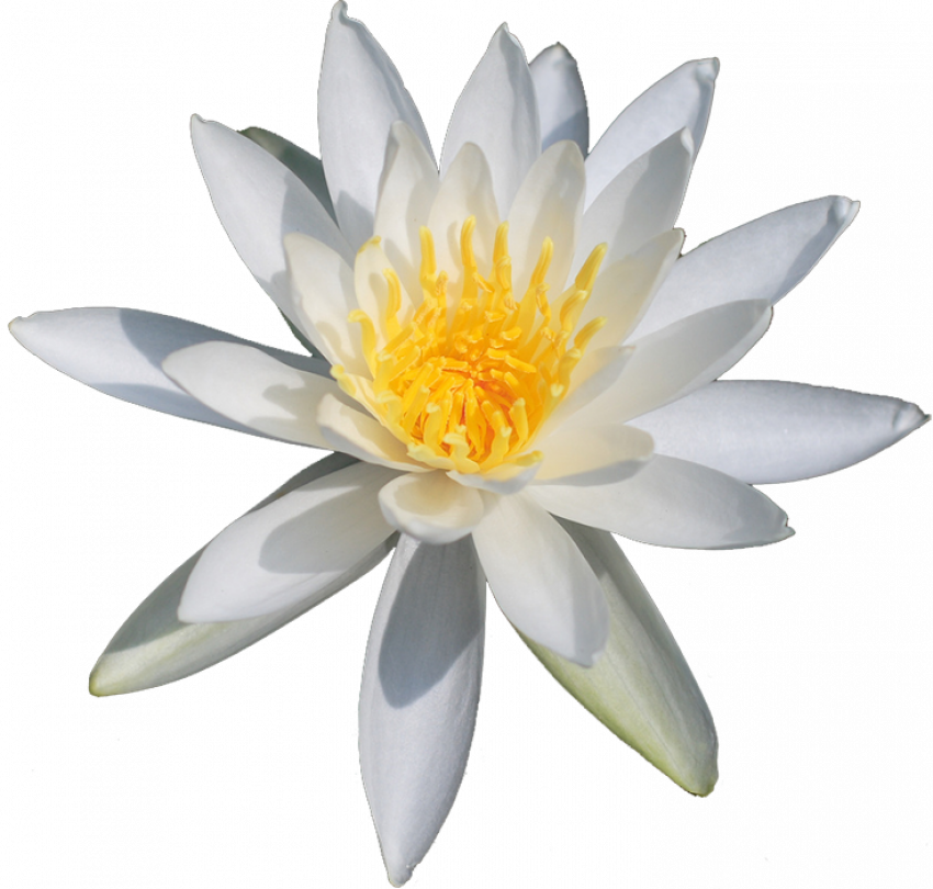 White Lily Flower PNG Photos