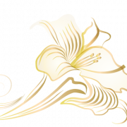 White Lily Flower PNG Pic