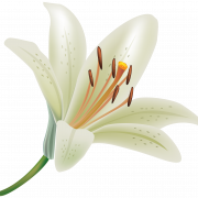 Flor de lirio blanco transparente