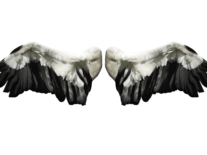 Angel Wing Background PNG