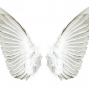 Angel Wing No Background