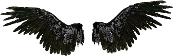 Angel Wing PNG Cutout