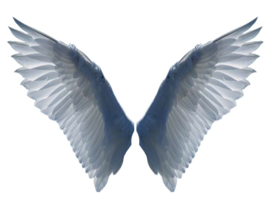 Angel Wing PNG Images