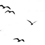 Birds Flying PNG Cutout