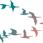 Birds Flying PNG HD Image