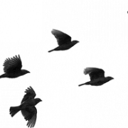 Birds Flying PNG Image