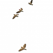 Birds Flying PNG Image HD