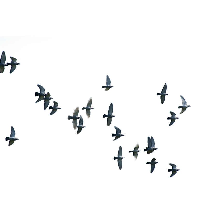 Birds Flying PNG Images HD