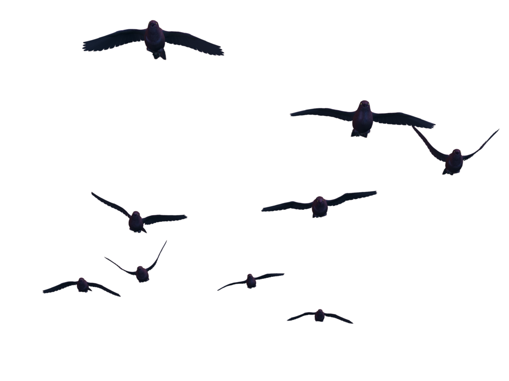 Birds Flying PNG Photos