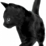 Black Cat PNG Free Image
