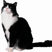 Black Cat PNG Image File