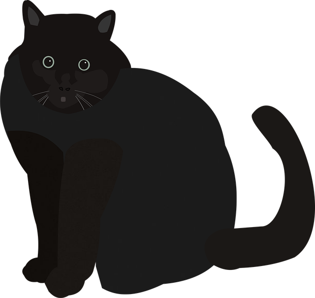 Black Cat PNG Images