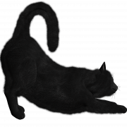 Black Cat PNG Photo