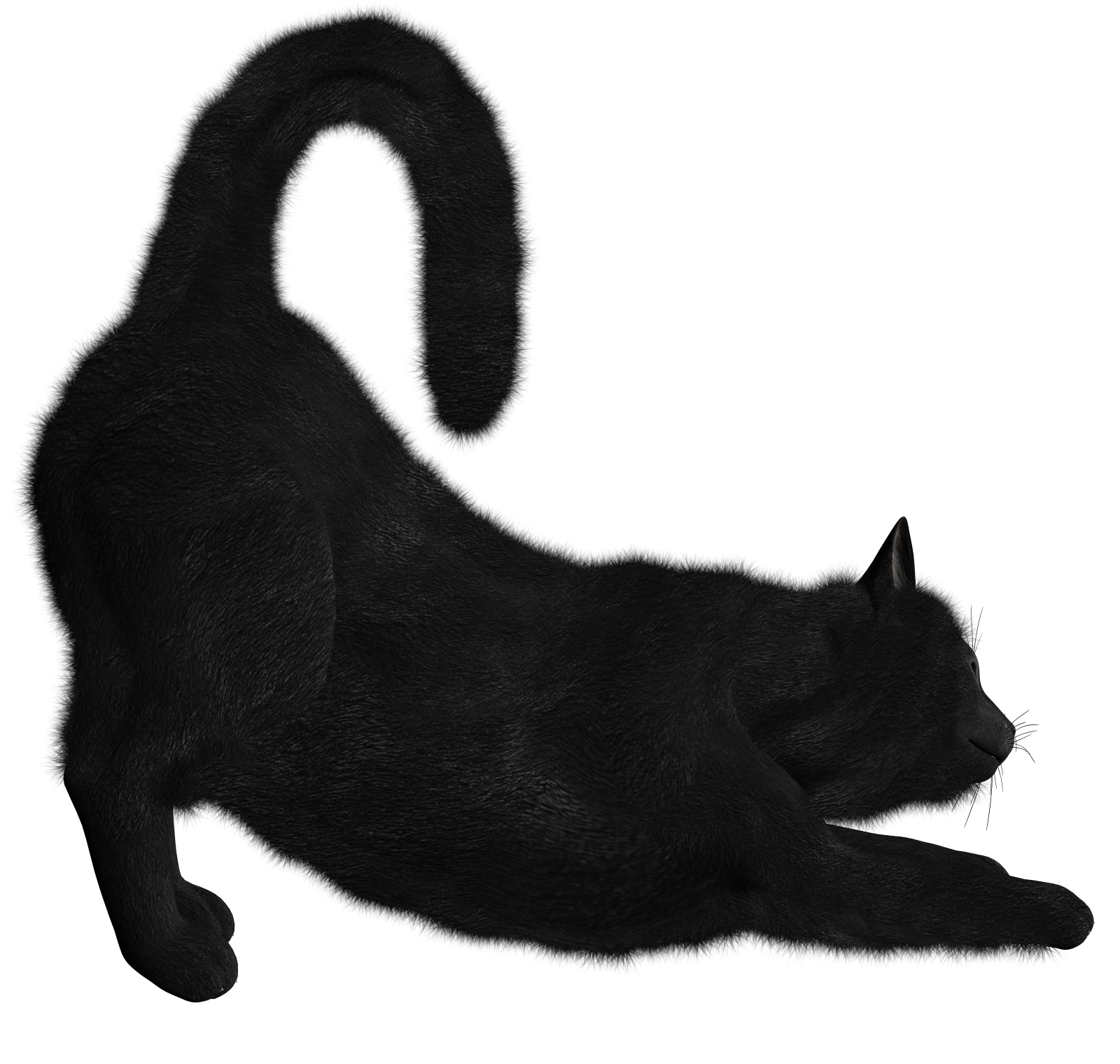 Black Cat PNG Photo