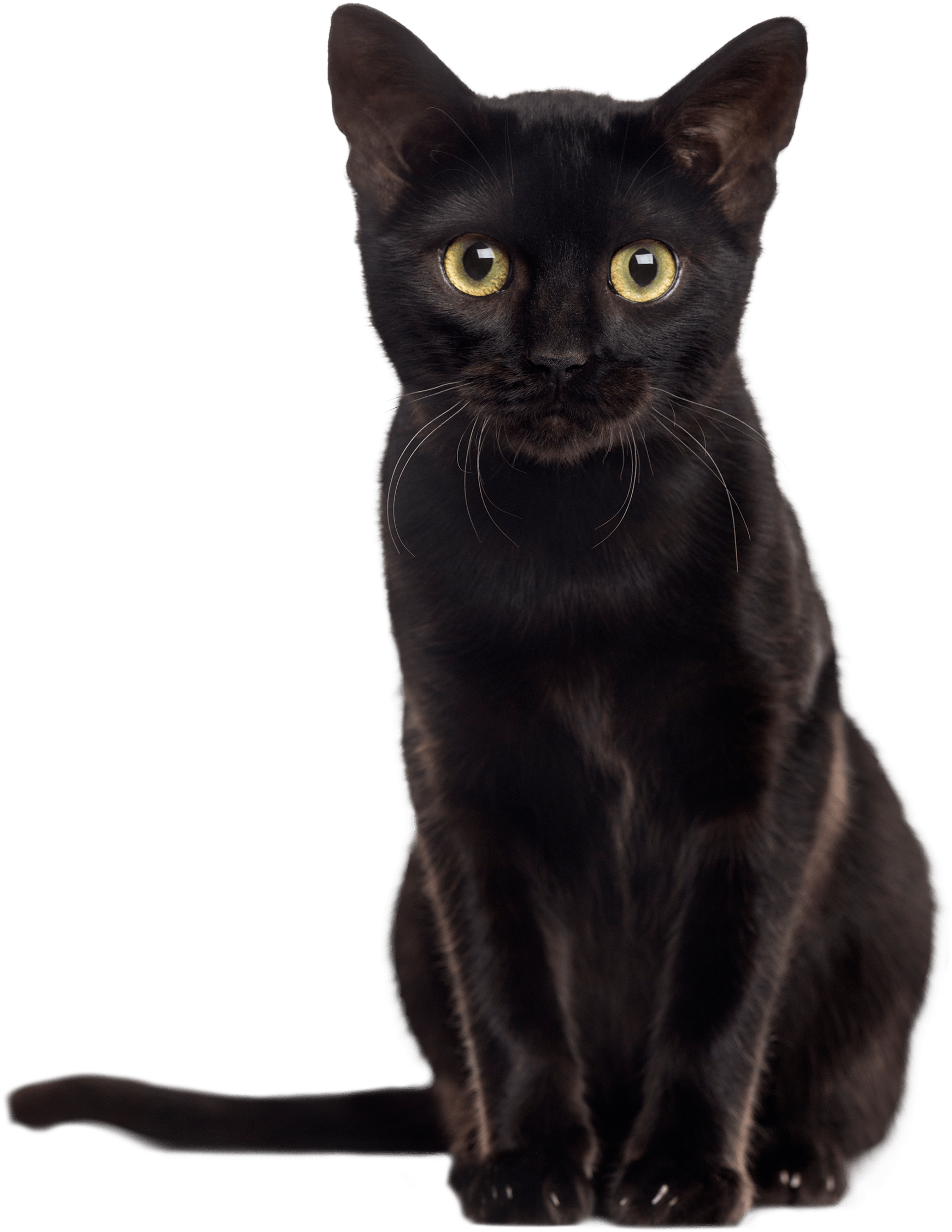 Black Cat PNG Picture