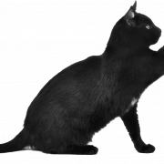Black Cat Transparent