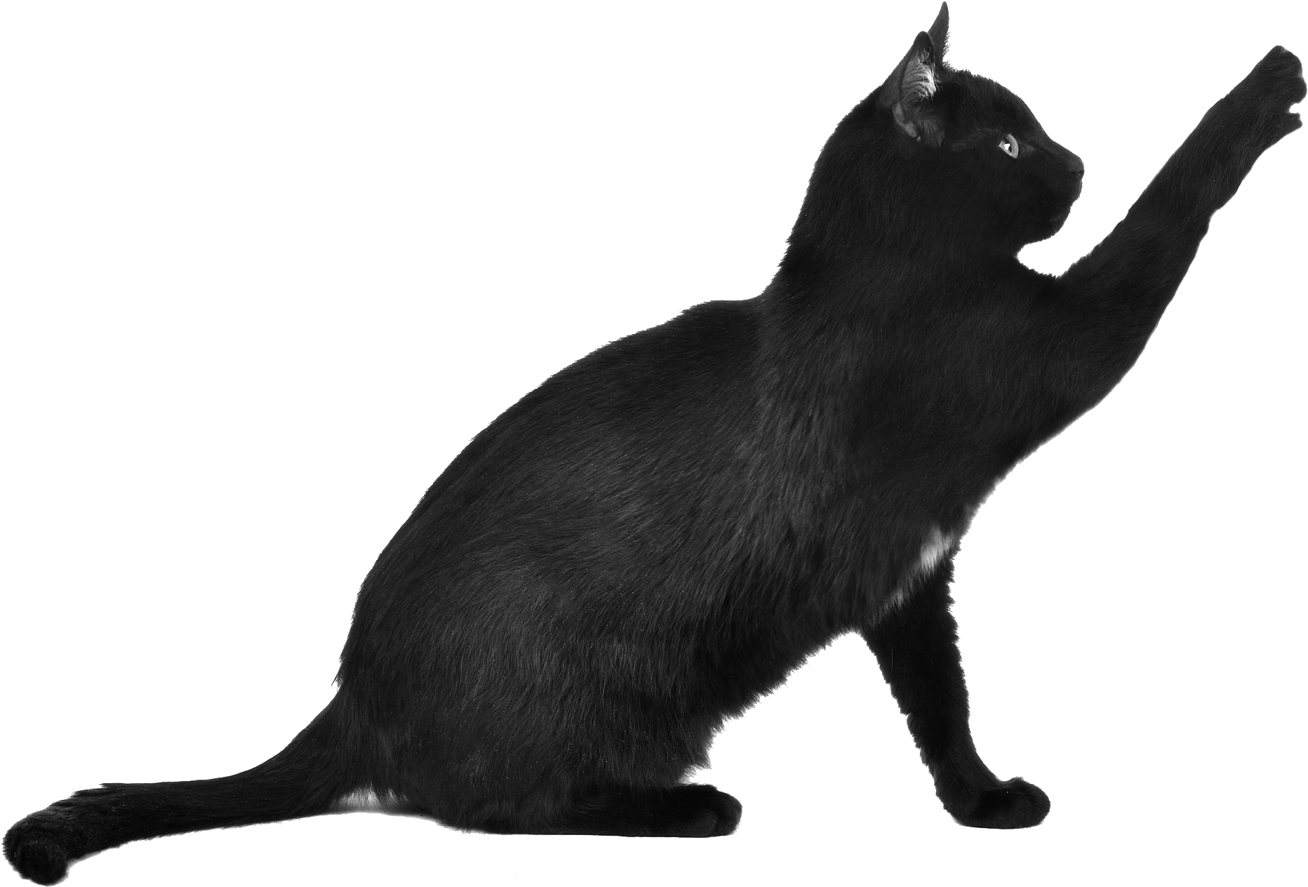 Black Cat Transparent
