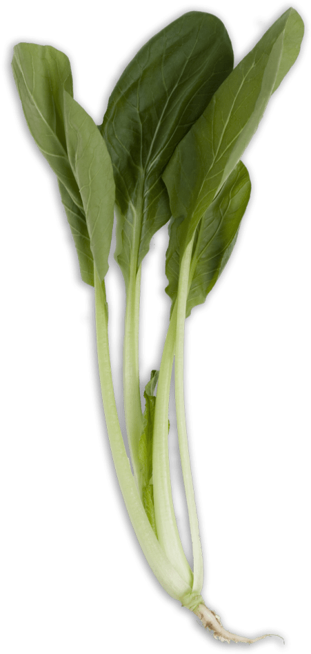 Bok Choy Cabbage PNG Clipart