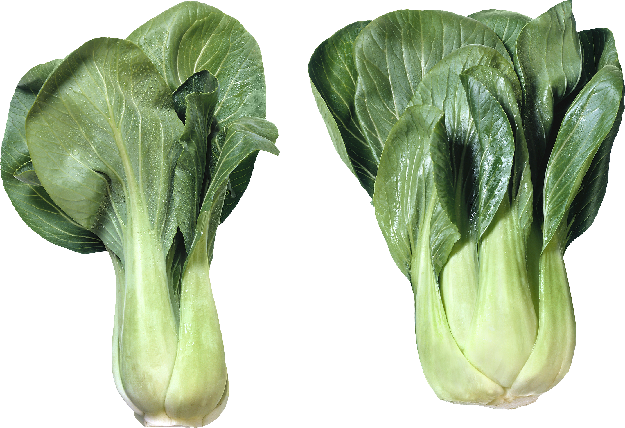 Bok Choy Cabbage PNG Image