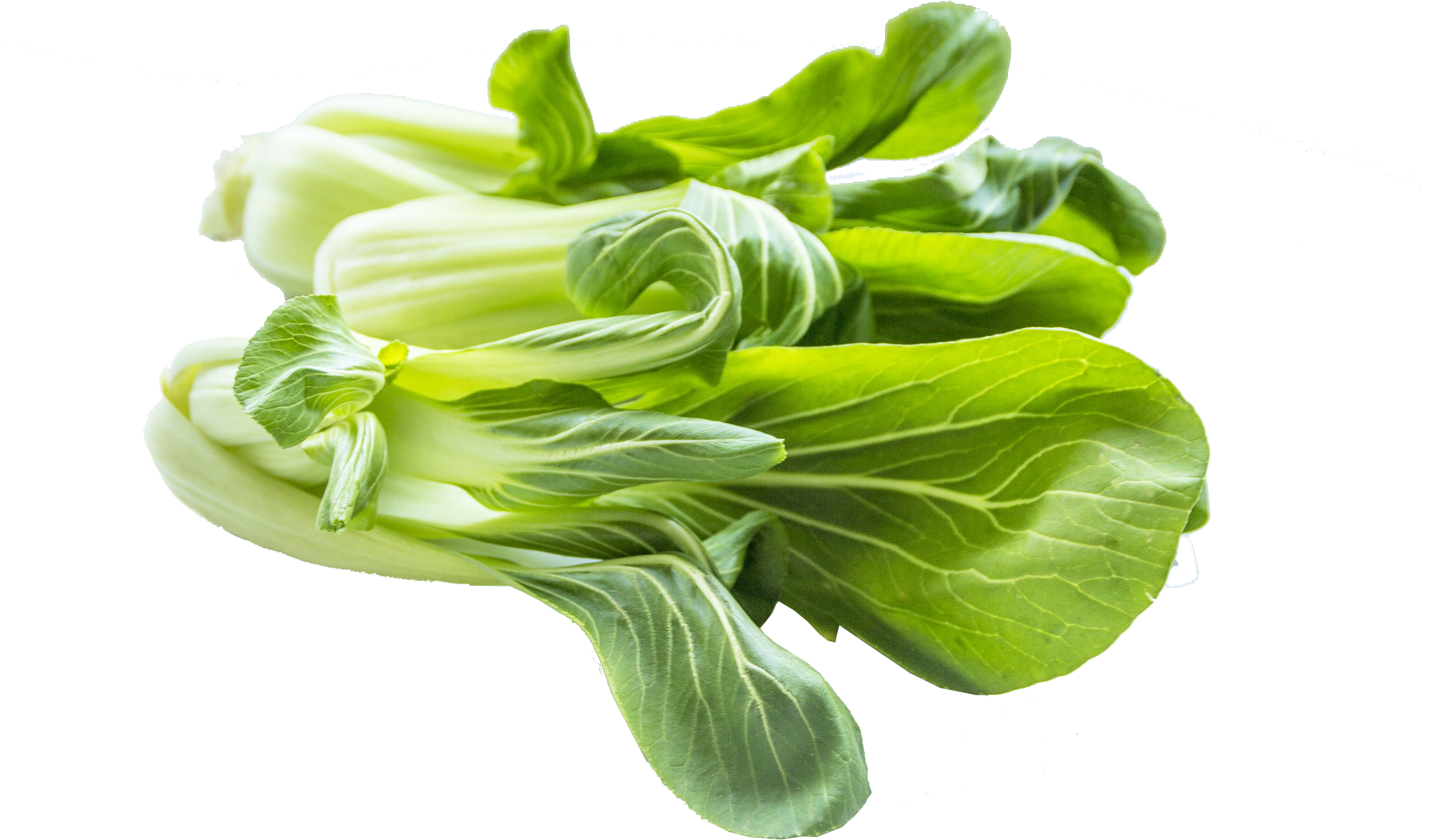 Bok Choy Cabbage PNG Images