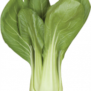 Bok Choy Cabbage PNG Photo