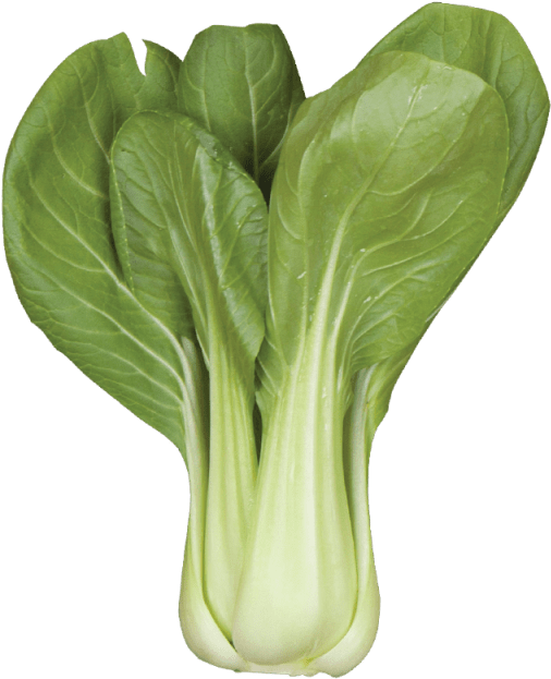 Bok Choy Cabbage PNG Photo