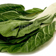 Bok Choy Cabbage PNG Pic