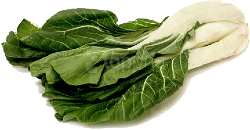 Bok Choy Cabbage PNG Pic