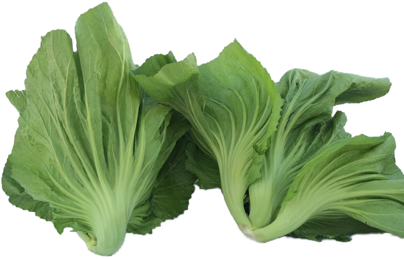 Bok Choy Cabbage PNG Picture