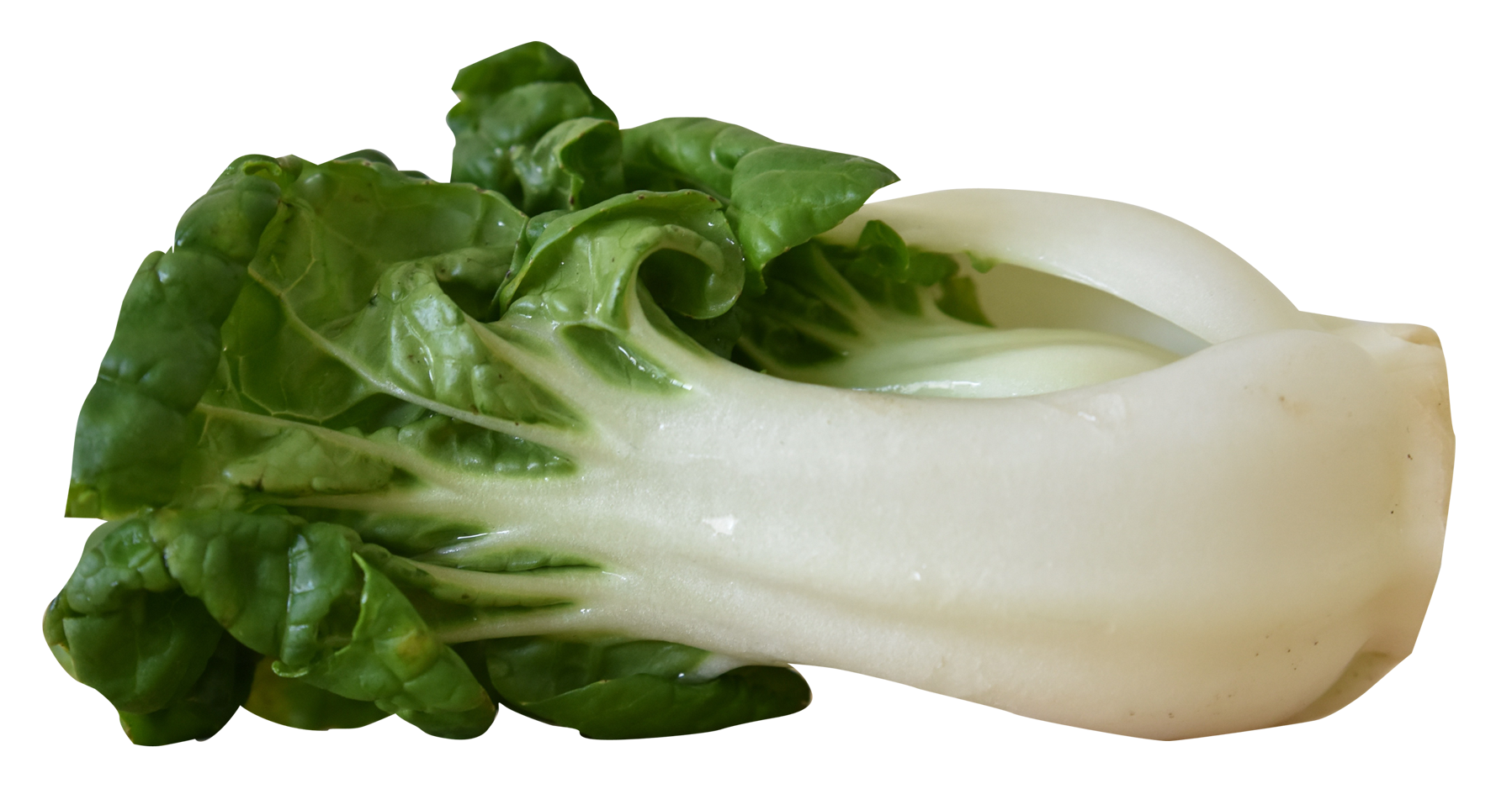 Bok Choy Chinese PNG Photos