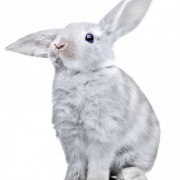 Bunny Background PNG