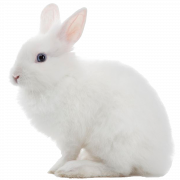 Bunny PNG Image