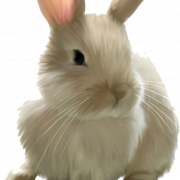 Bunny PNG Image File