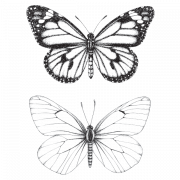 Butterfly Tattoo PNG Photo