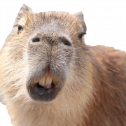 Capybara PNG