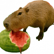 Capybara PNG Background