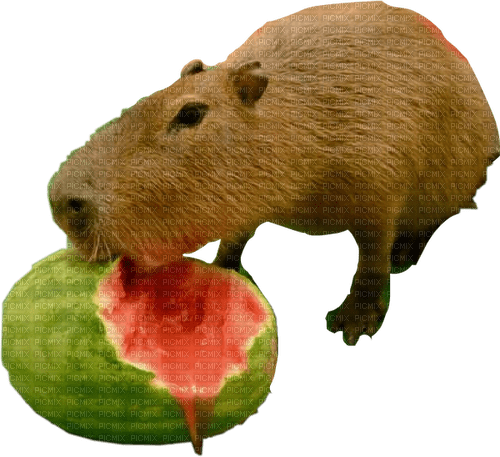 Capybara PNG Background