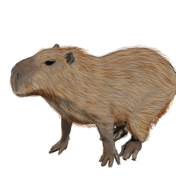Capybara PNG Free Image