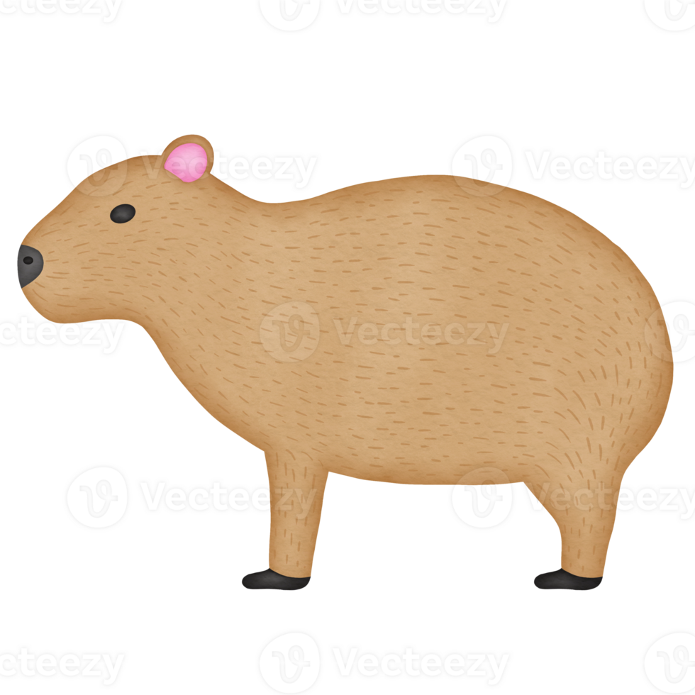 Capybara PNG Image File