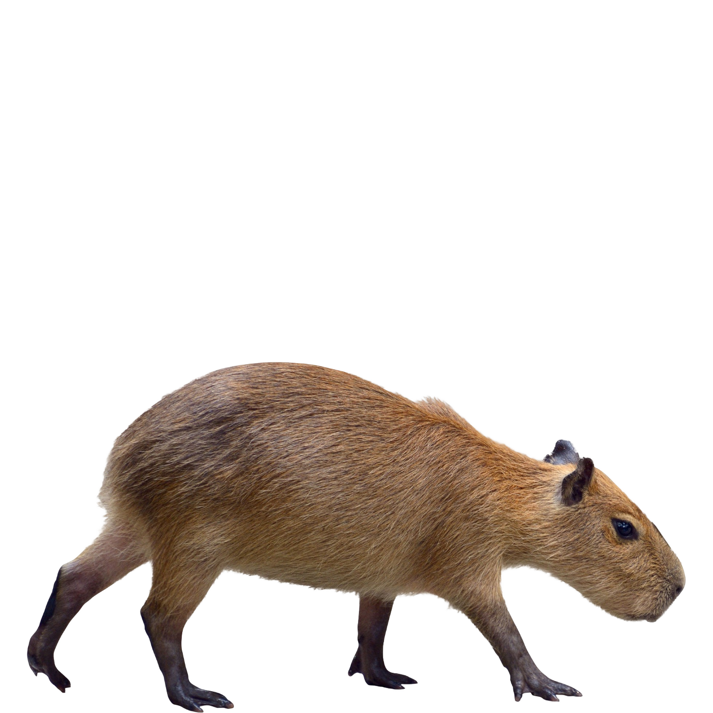 Capybara PNG Photos
