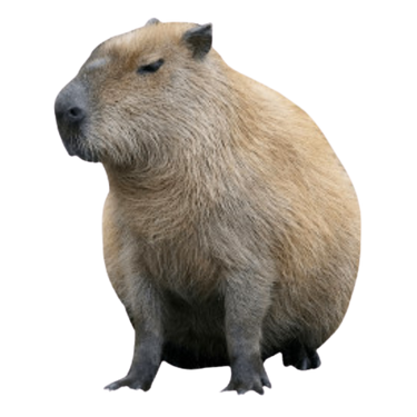 Capybara PNG Picture