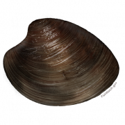 Clam Muscle