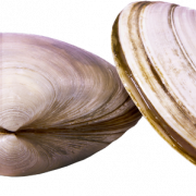 Clam Muscle PNG