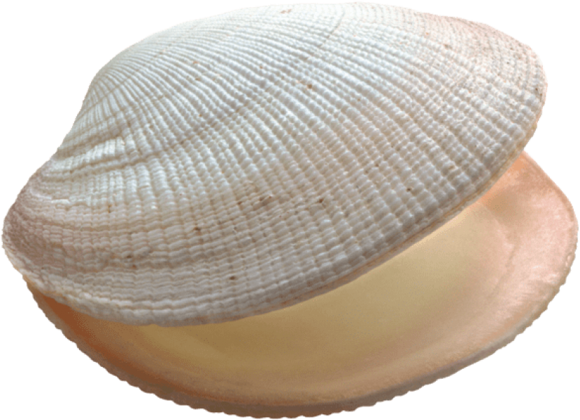 Clam Muscle PNG Image