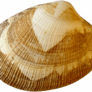 Clam Muscle PNG Photo