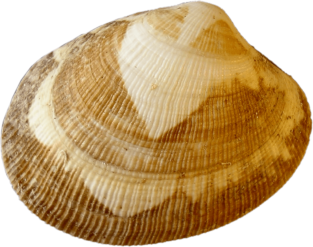 Clam Muscle PNG Photo