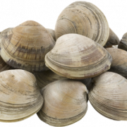 Clam Muscle PNG Photos