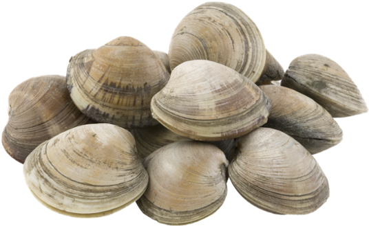 Clam Muscle PNG Photos