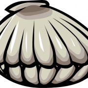 Clam Muscle Transparent